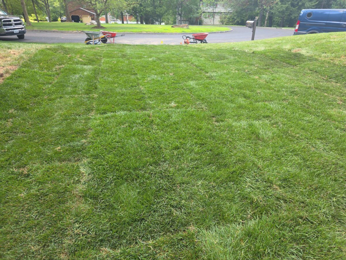 Commercial Sod