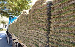 sod pallets for golf course