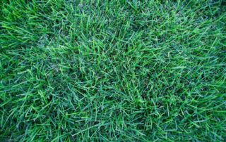 Close up of fresh sod
