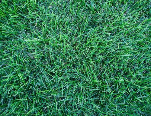 Questions to Ask Sod Installation Companies Before Starting Your Project