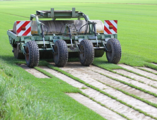 How Professional Sod Installation Enhances the Curb Appeal of Your Commercial Building