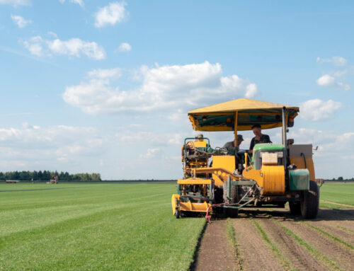 How to Choose Between Fescue Blend & Kentucky Bluegrass on Long Island