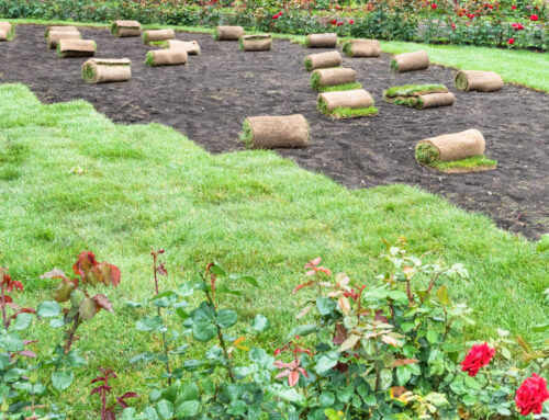 5 Common Sod Care Mistakes Long Islanders Make (And How to Fix Them)