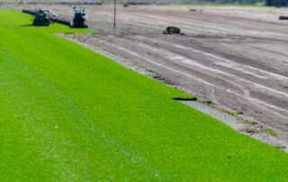 field of Zoysia sod