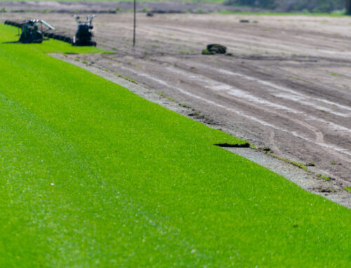 Top Benefits of Zoysia Sod for Long Island Lawns