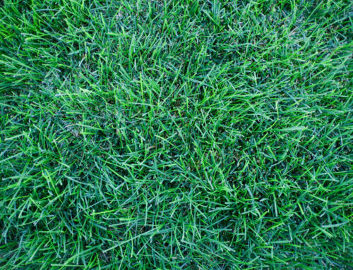 Zoysia vs. Fescue: Which Turf Is Right for Your Long Island Shade Garden?