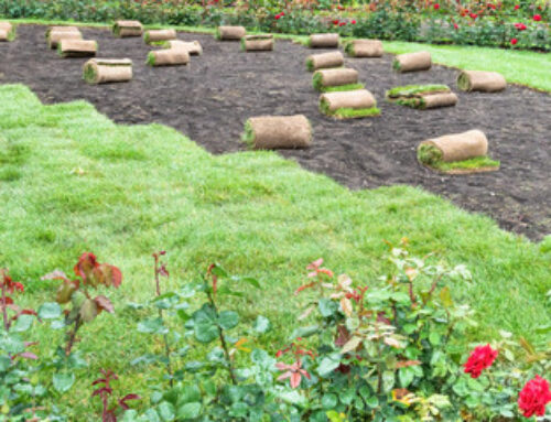 Why Timing Matters: When to Install Sod in the Northeast