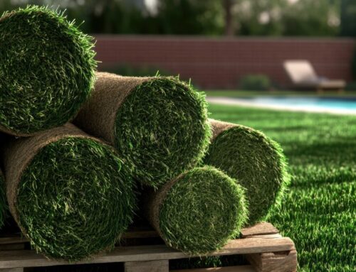 Best Grass Types for Shady Areas on Long Island
