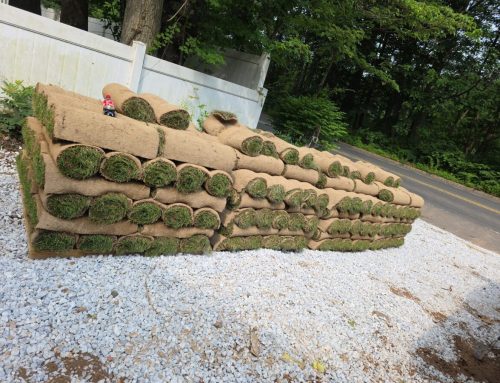 How Zoysia Sod Delivery Works for Large Long Island Lawn Projects