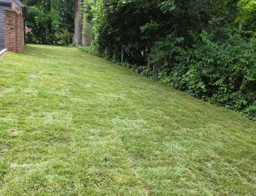 Huntington and North Shore Sod Installation: What Long Island Homeowners Should Plan Before Delivery
