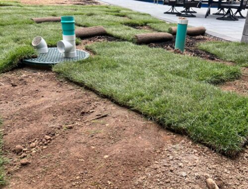The Benefits of Choosing a Local Sod Company for Your Long Island Lawns