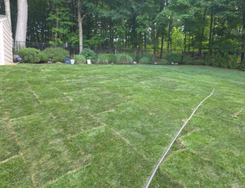 Sod vs. Seed: Real Cost & Time Comparisons for Long Islanders