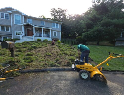 Lawn Sod Installation Timeline: What Homeowners Should Expect