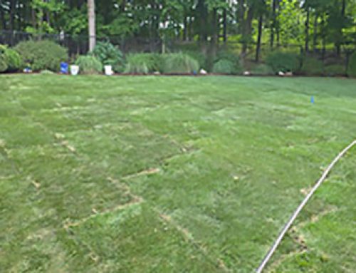Sod Installation for Long Island HOAs and Property Managers: Planning Common-Area Lawn Projects
