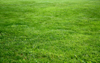 kentucky bluegrass sod