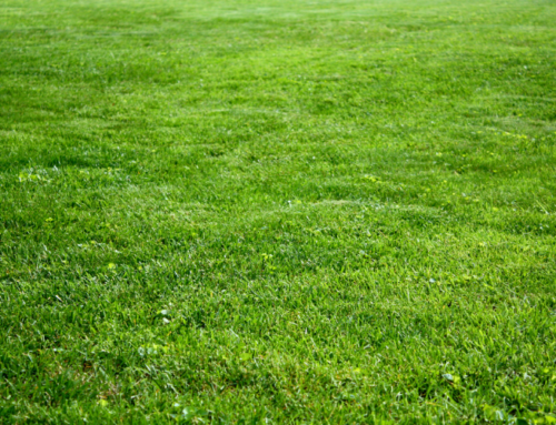 Why Kentucky Bluegrass Sod Is A Popular Choice For Long Island Homes