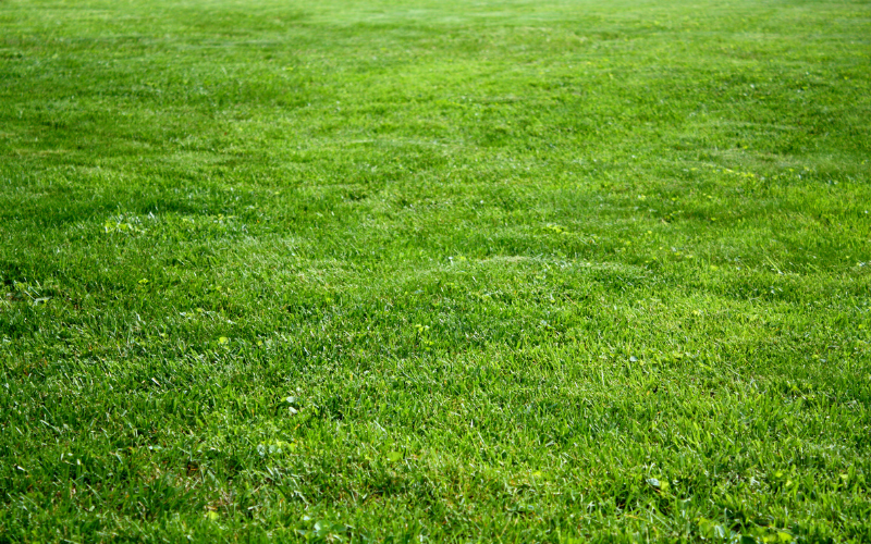 kentucky bluegrass sod
