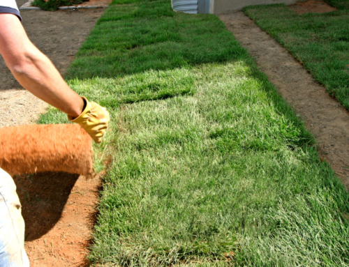 How Long Island Weather Affects Sod Replacement And Growth Success