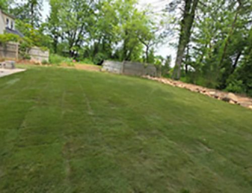Shade-Tolerant Sod on Long Island: What to Know Before You Replace a Patchy Lawn