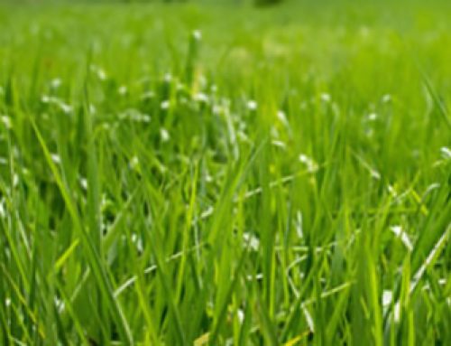 Sod Delivery Access on Long Island: How to Plan a Smooth Drop-Off