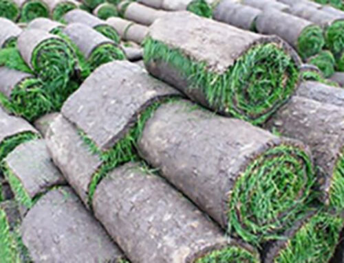 Sod Delivery Services vs Big Box Stores: What Long Island Homeowners Should Know