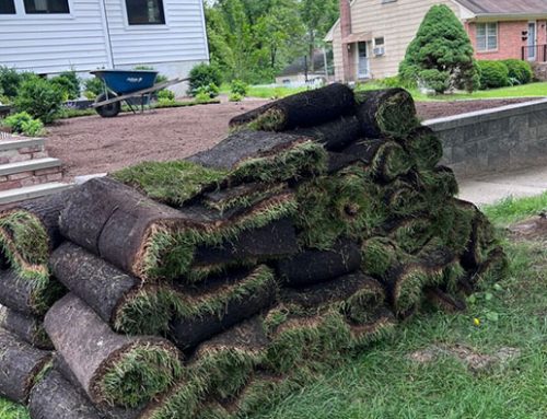 Sod Installation in Suffolk County: Timing, Soil Prep, and Watering