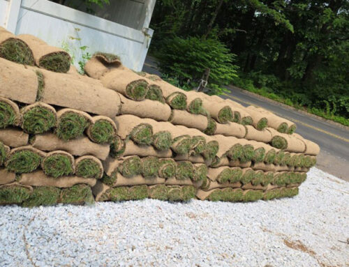 Sod Delivery Services vs Big Box Stores: What Long Island Homeowners Should Know