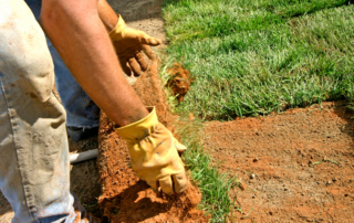 installing zoysia sod