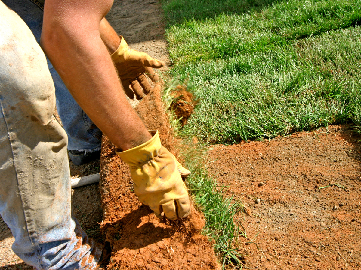 installing zoysia sod