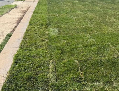 Commercial Sod Installation on Long Island for HOAs and Property Managers