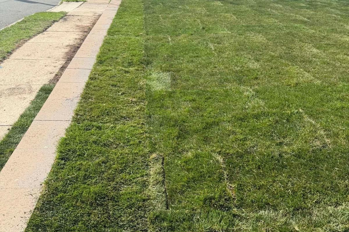 Finished Long Island sod installation area for an HOA or property manager common-area lawn