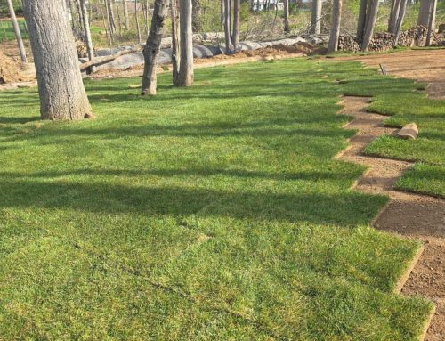 South Shore Sod Installation on Long Island: Sandy Soil, Salt Exposure, and Watering