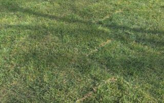 Fresh sod delivery and installation planning for a Long Island residential lawn