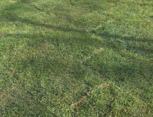 Residential Sod Delivery on Long Island: Delivery Only vs. Full Installation