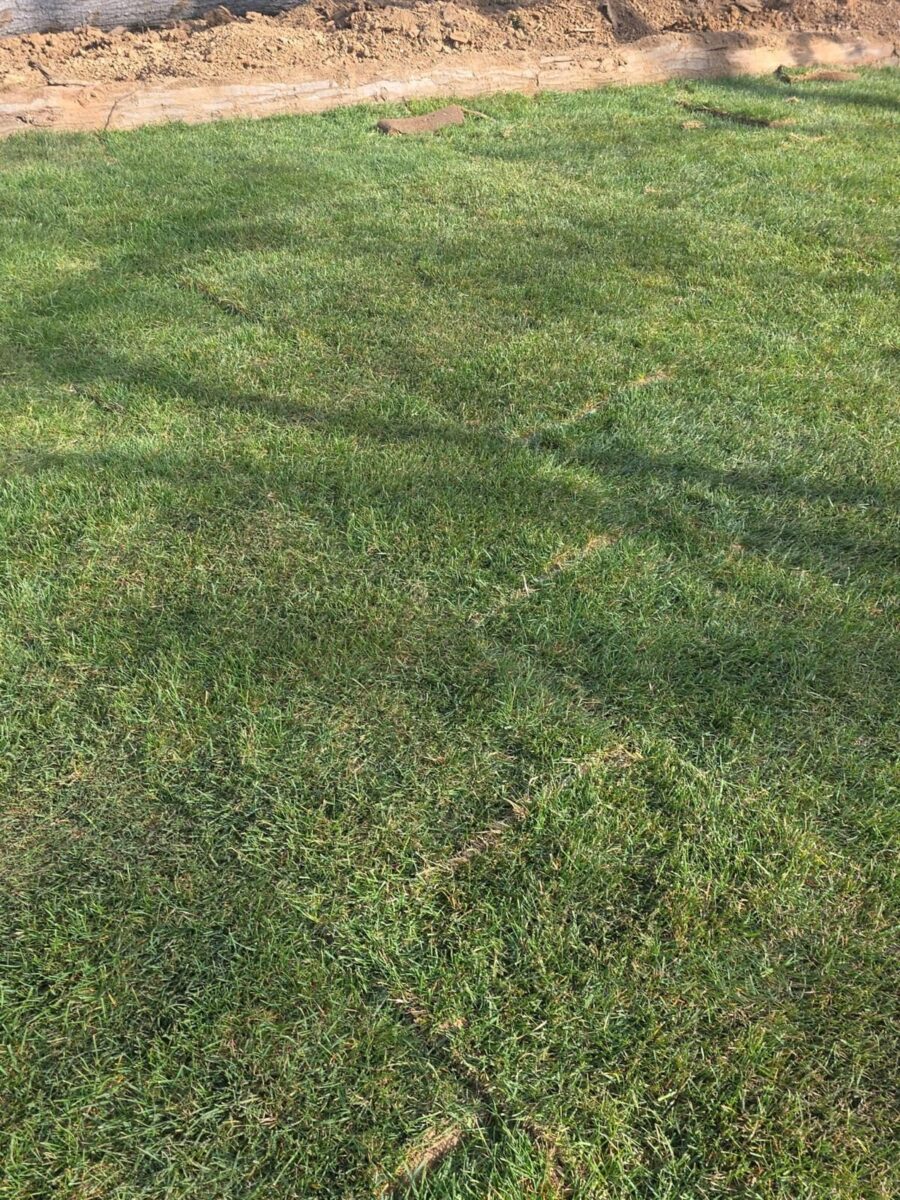 Fresh sod installation for a Nassau County Long Island lawn project